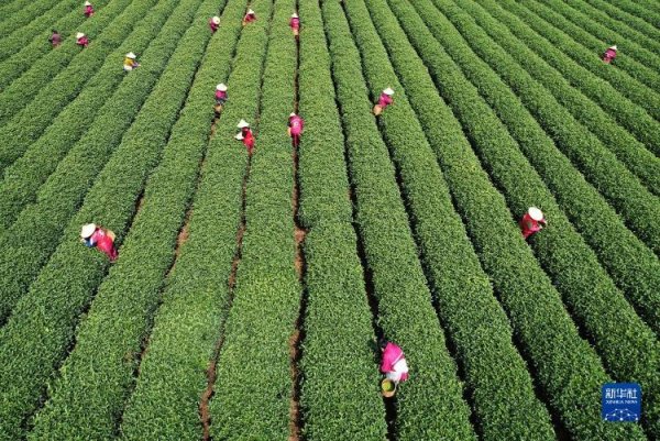 七星配资  明前茶采摘加工忙 - 海报新闻